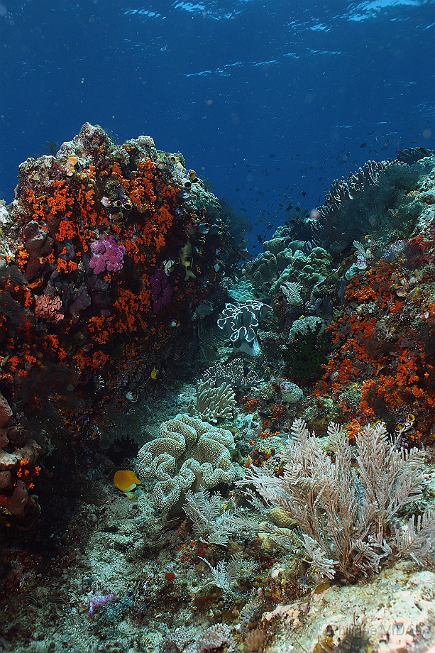 Raja Ampat 2016 - Corail - IMG_4308_rc.jpg
